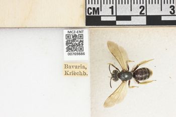 Media type: image;   Entomology 769886 Aspect: Labels
